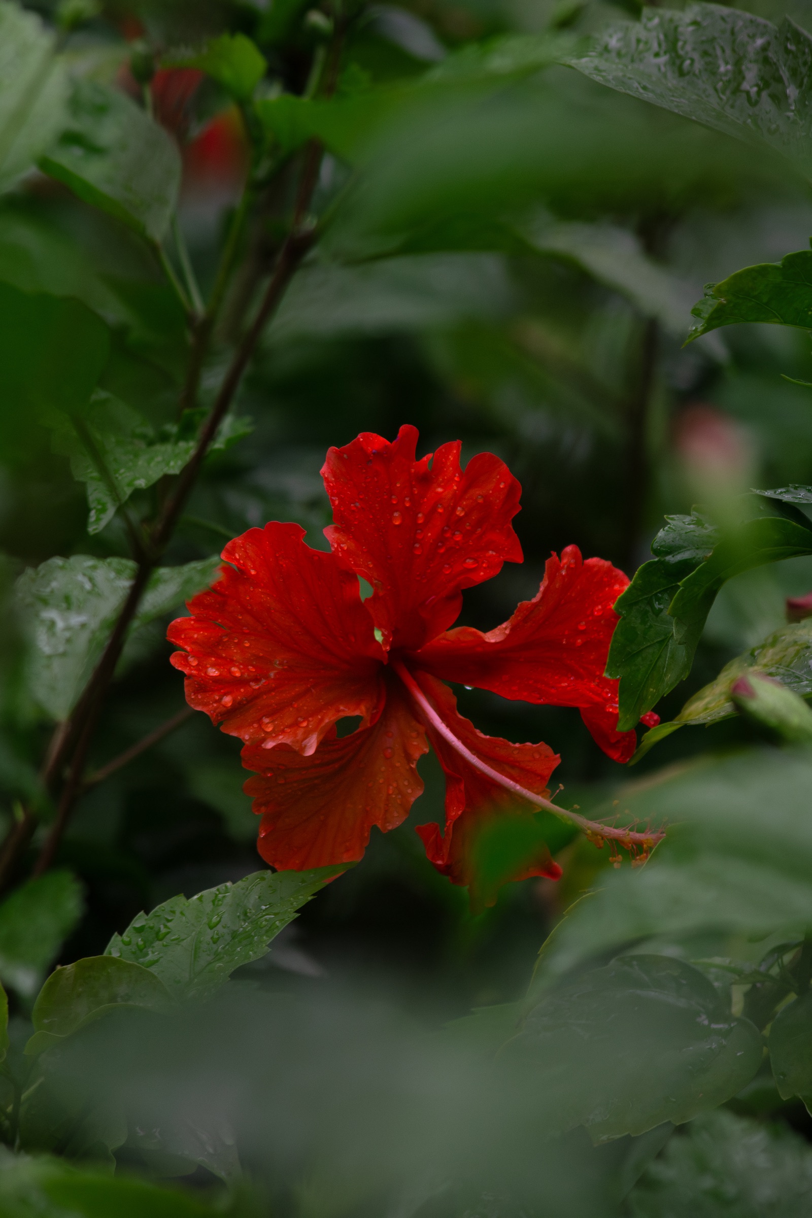 Hibiscus rouge couvert de gouttes de pluie dans un jardin tropical