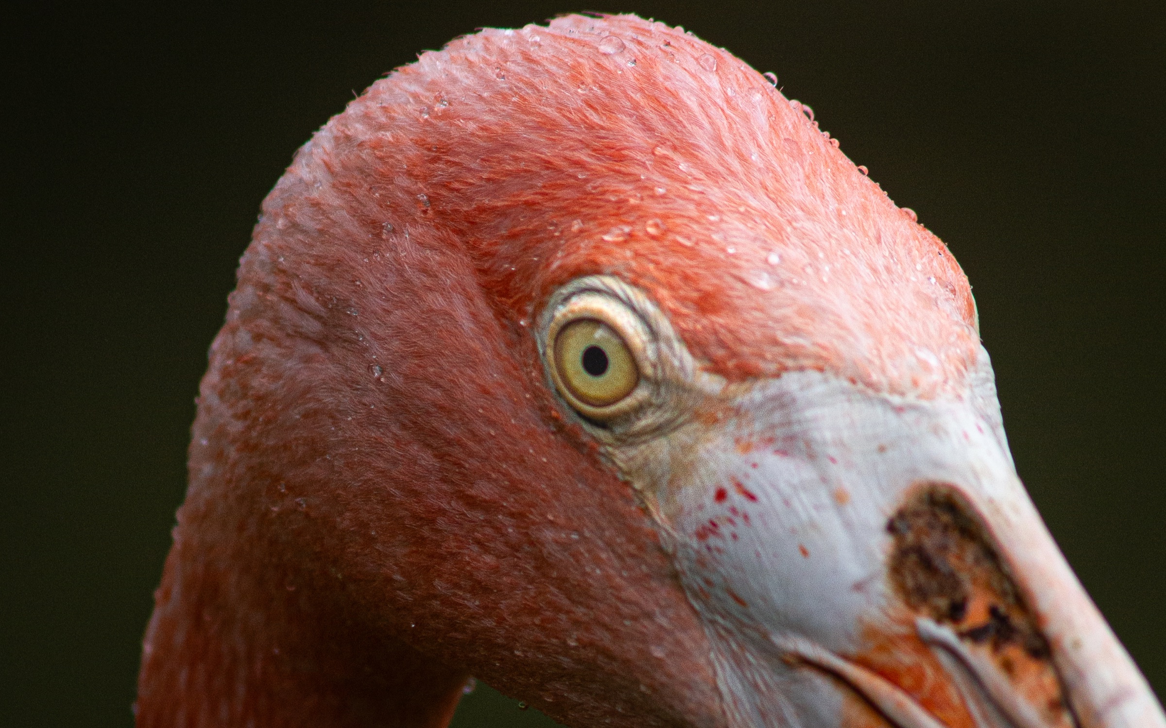 Très gros plan sur l’œil et le plumage d’un flamant des Caraïbes