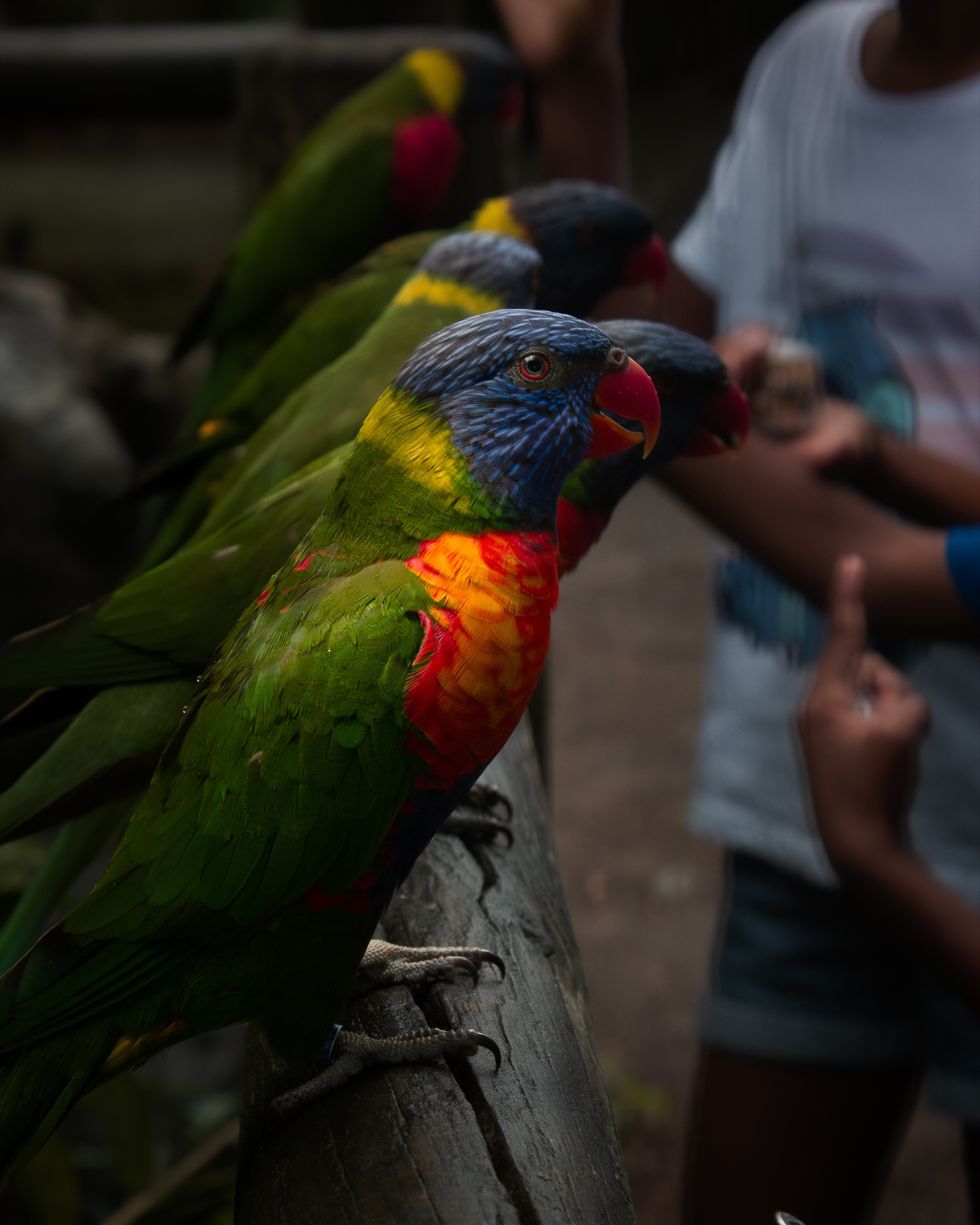 Loriquet arc-en-ciel posé parmi un groupe d’oiseaux colorés