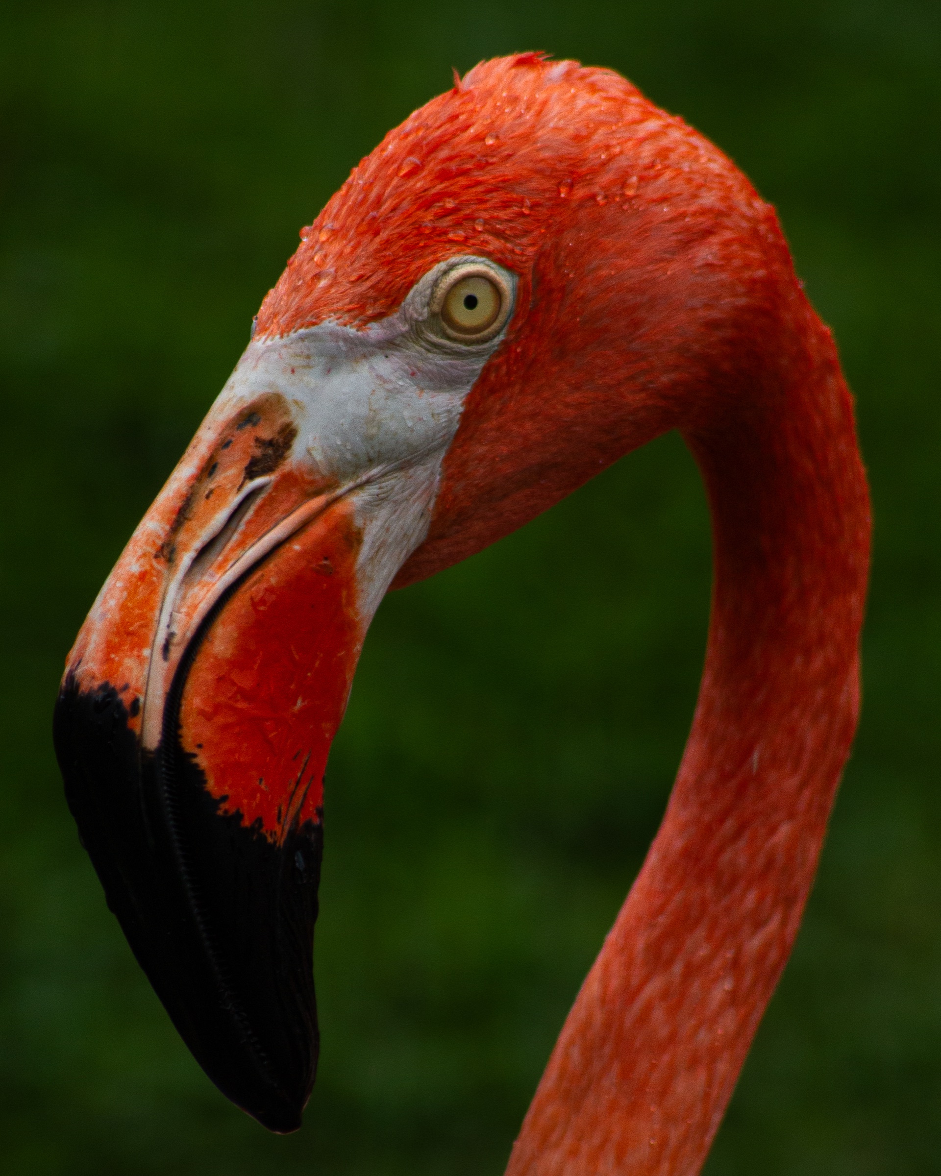 Profil d’un flamant des Caraïbes couvert de fines gouttes d’eau